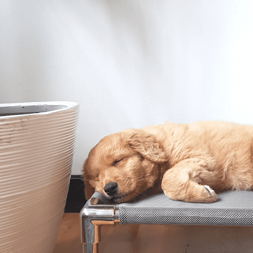 Tumbona para perros "Kando" resistente a la intemperie"